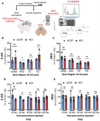 ABHD6 and MAGL control 2-AG levels in the PAG and allodynia in a CSD-induced periorbital model of headache